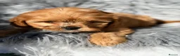 Cavapoo perros en venta: Cavapoo apricot  - Anuncio 4