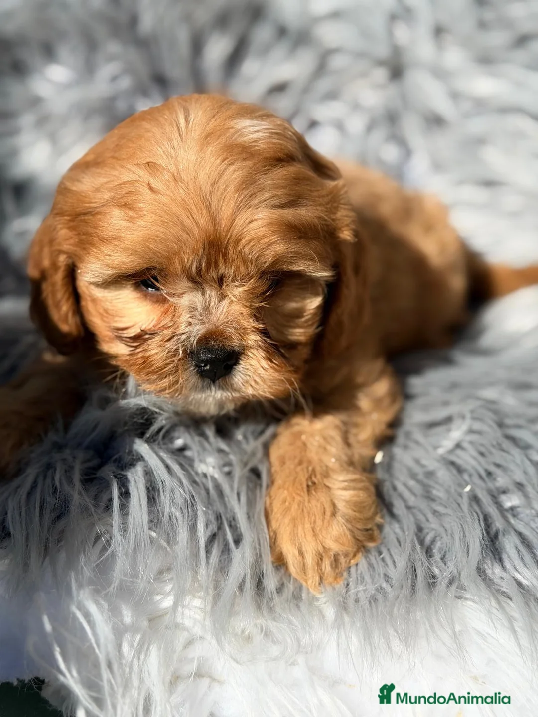 Cavapoo perros en venta: Cavapoo apricot  - Anuncio 4