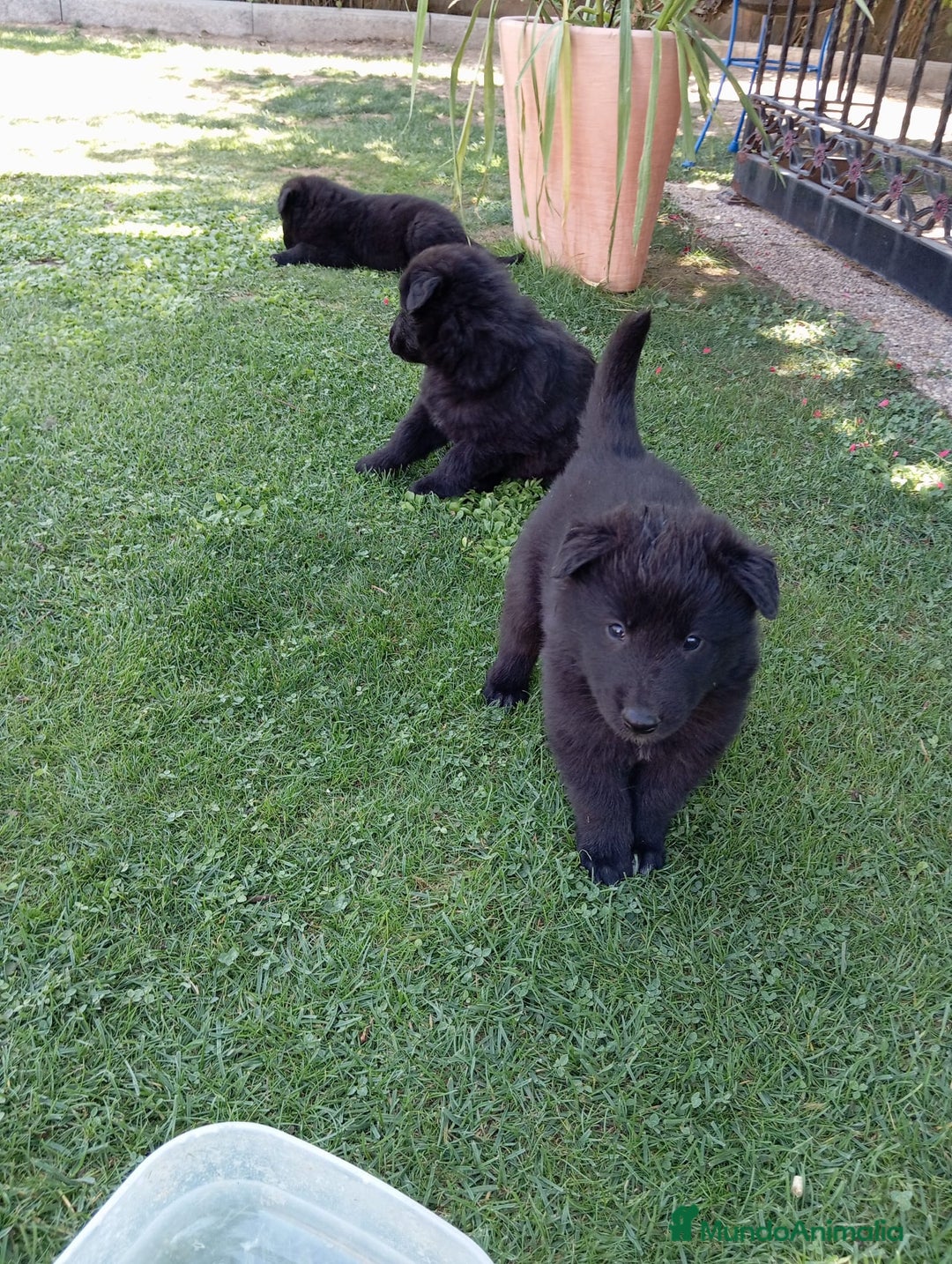 Pastor Belga Groenendael perros en venta: Camada de Pastor Belga Groenendael - Imagen 6