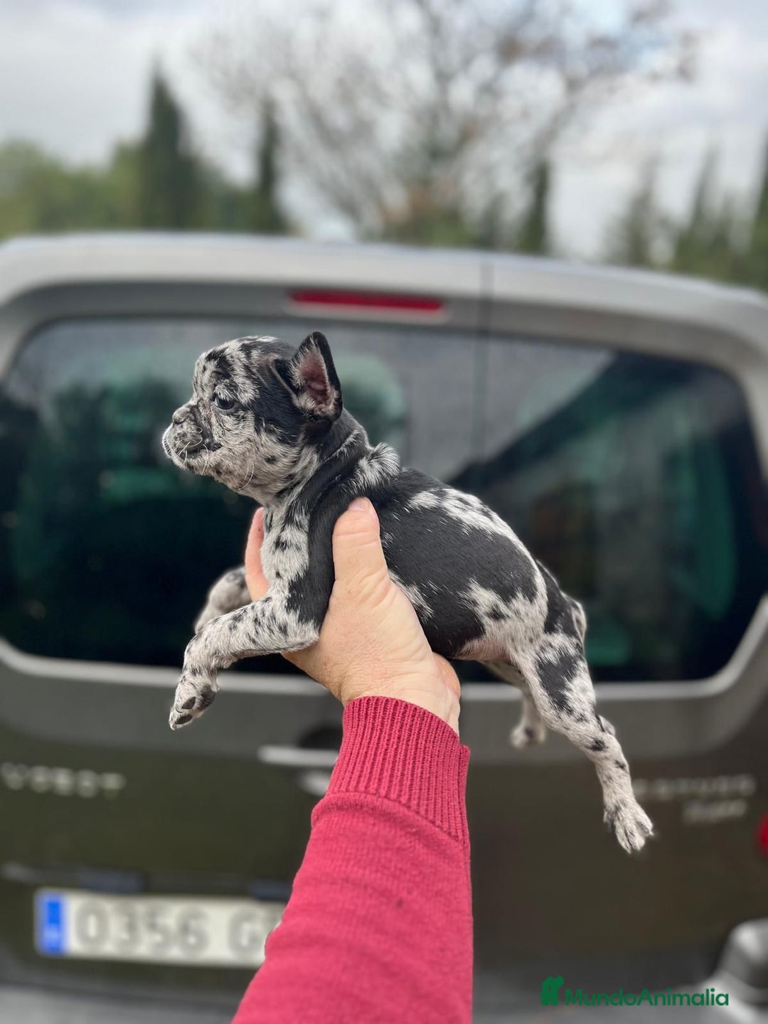 Bulldog Francés perros en venta: Espectacular macho de Bulldog Frances merle - Anuncio 7
