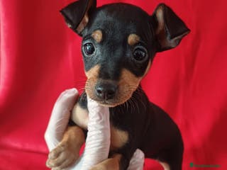 Pinscher Miniatura perros en venta: MiniPincher - Anuncio 3