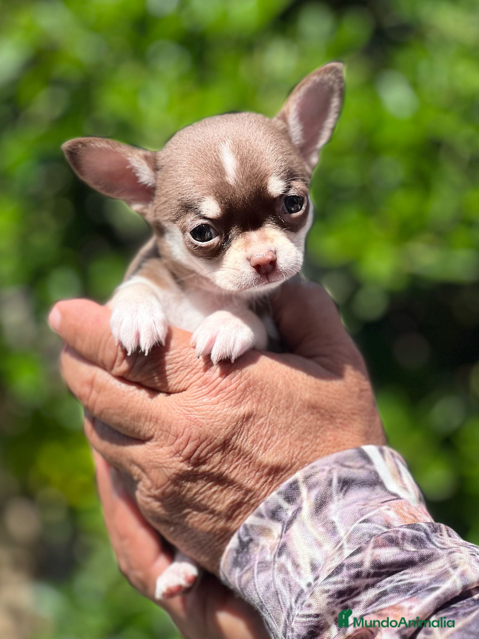 Chihuahua perros CHIHUAHUA TOY TRICOLOR MACHO en Barcelona - Anuncio 2