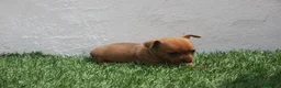Raza Mixta perros en venta: Minijack - Anuncio 19