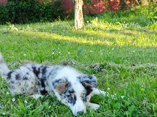 Border Collie perros en La Rioja - Anuncio 15