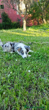 Border Collie perros en La Rioja - Anuncio 2