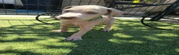 Weimaraner perros en venta: BRACO DE WEIMAR - Anuncio 30