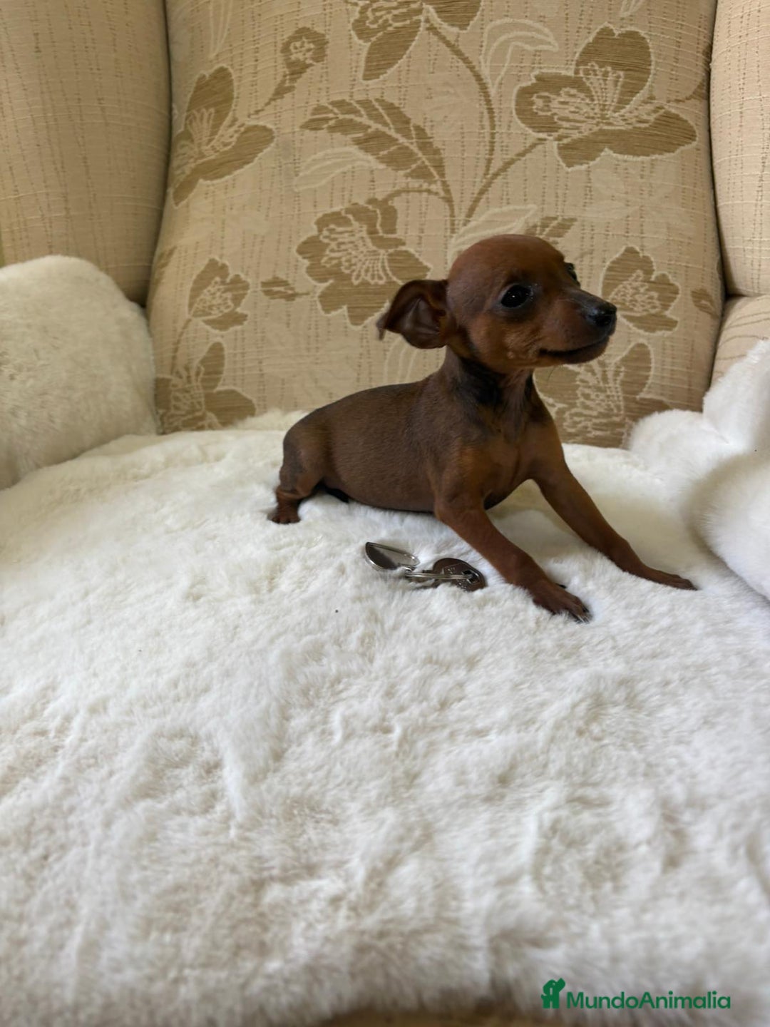 Pinscher Miniatura perros en venta: Pinscher Miniatura cachorros de ensueño - Imagen 21
