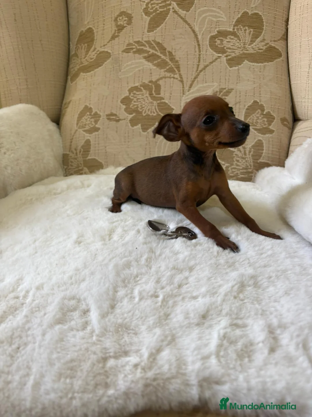 Pinscher Miniatura perros en venta: Pinscher Miniatura cachorros de ensueño - Anuncio 21
