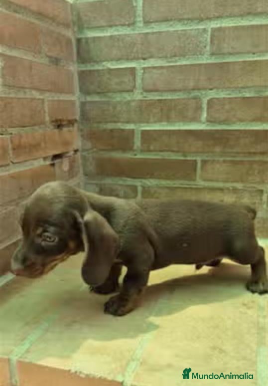 Teckel Miniatura perros Teckel chocolate mini - Anuncio 2