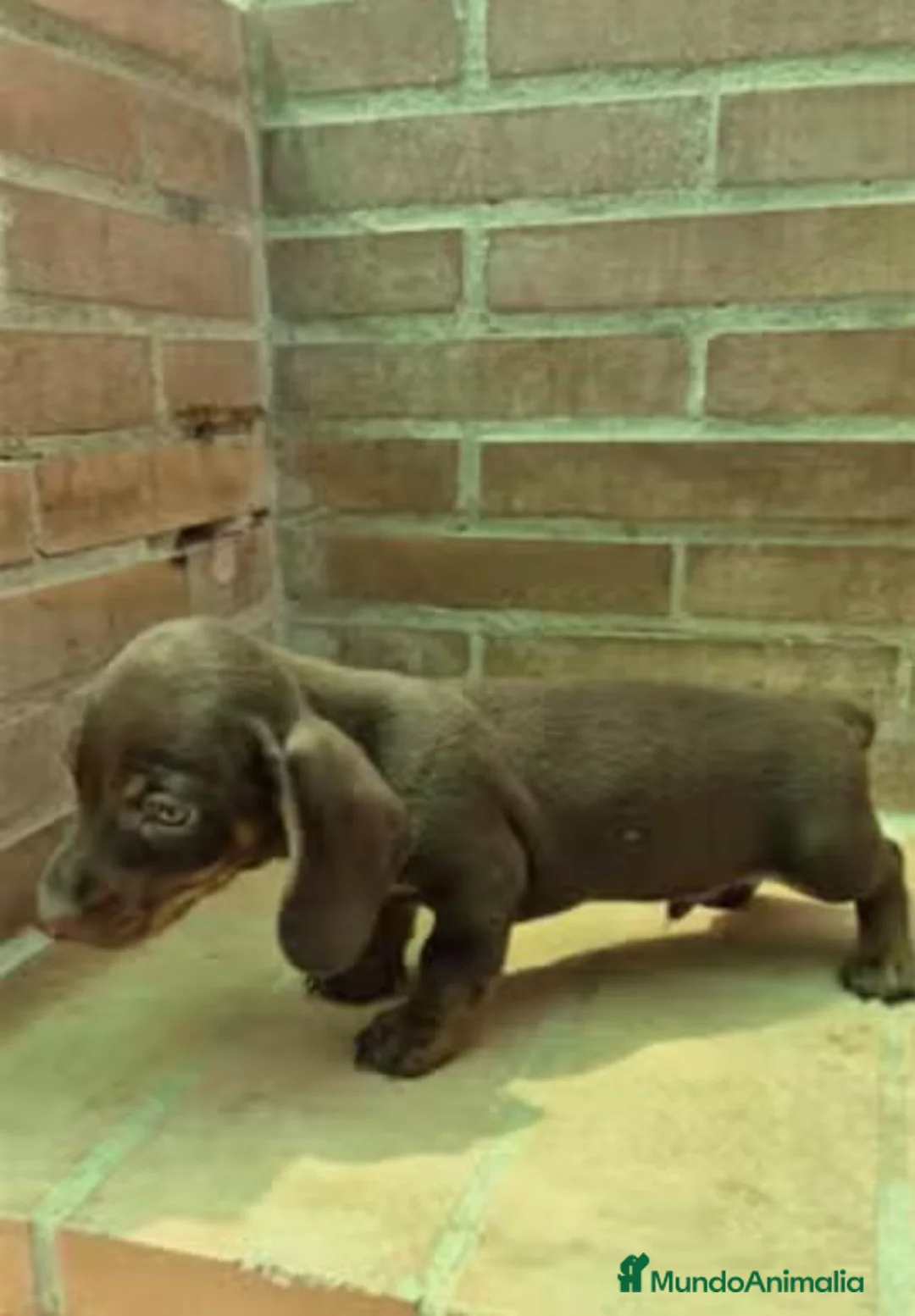 Teckel Miniatura perros en venta: Teckel chocolate mini - Anuncio 2