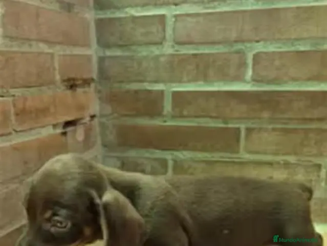 Teckel Miniatura perros en venta: Teckel chocolate mini - Anuncio 2