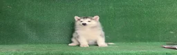Husky Siberiano perros en venta: Husky siberiano - Anuncio 5