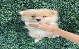 Pomerania perros en venta: POMERANIA - Imagen 1