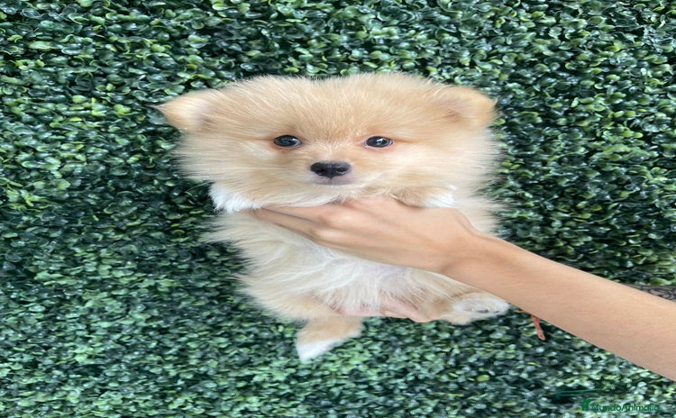 Pomerania perros - Anuncio 15