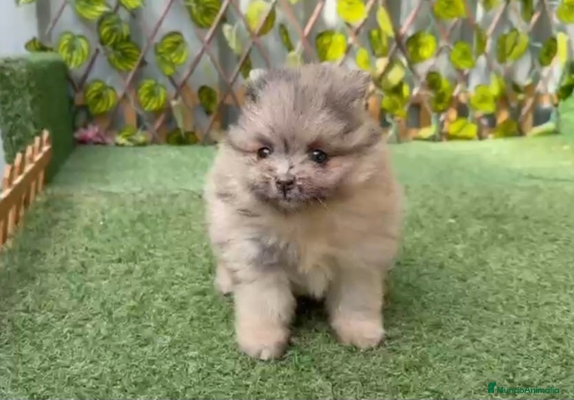 Pomerania perros POMERANIA - Anuncio 1