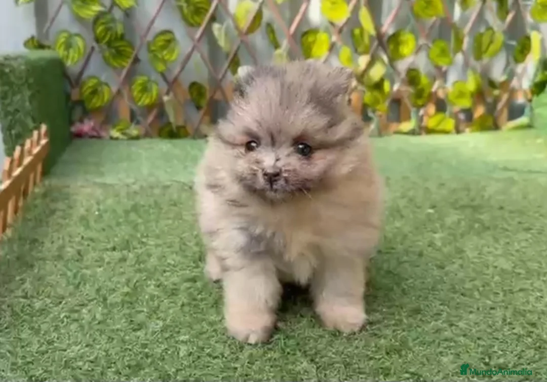 Pomerania perros en venta: POMERANIA - Anuncio 1