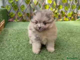 Pomerania perros POMERANIA - Anuncio 1