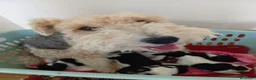 Fox Terrier de Pelo Duro perros en venta: Bebés Foxterrier (hembras) - Anuncio 1