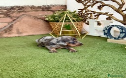Teckel perros en venta: Teckel Arlequin - Imagen 1
