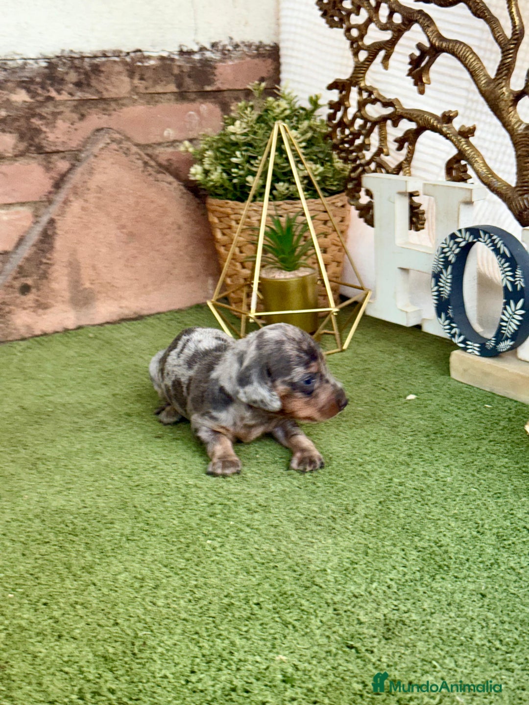 Teckel perros en venta: Teckel Arlequin - Imagen 1