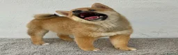 Shiba Inu perros en venta: Shiba Inu - Anuncio 3