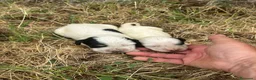 Setter Inglés perros en venta: Bonita camada setter ingles - Anuncio 3