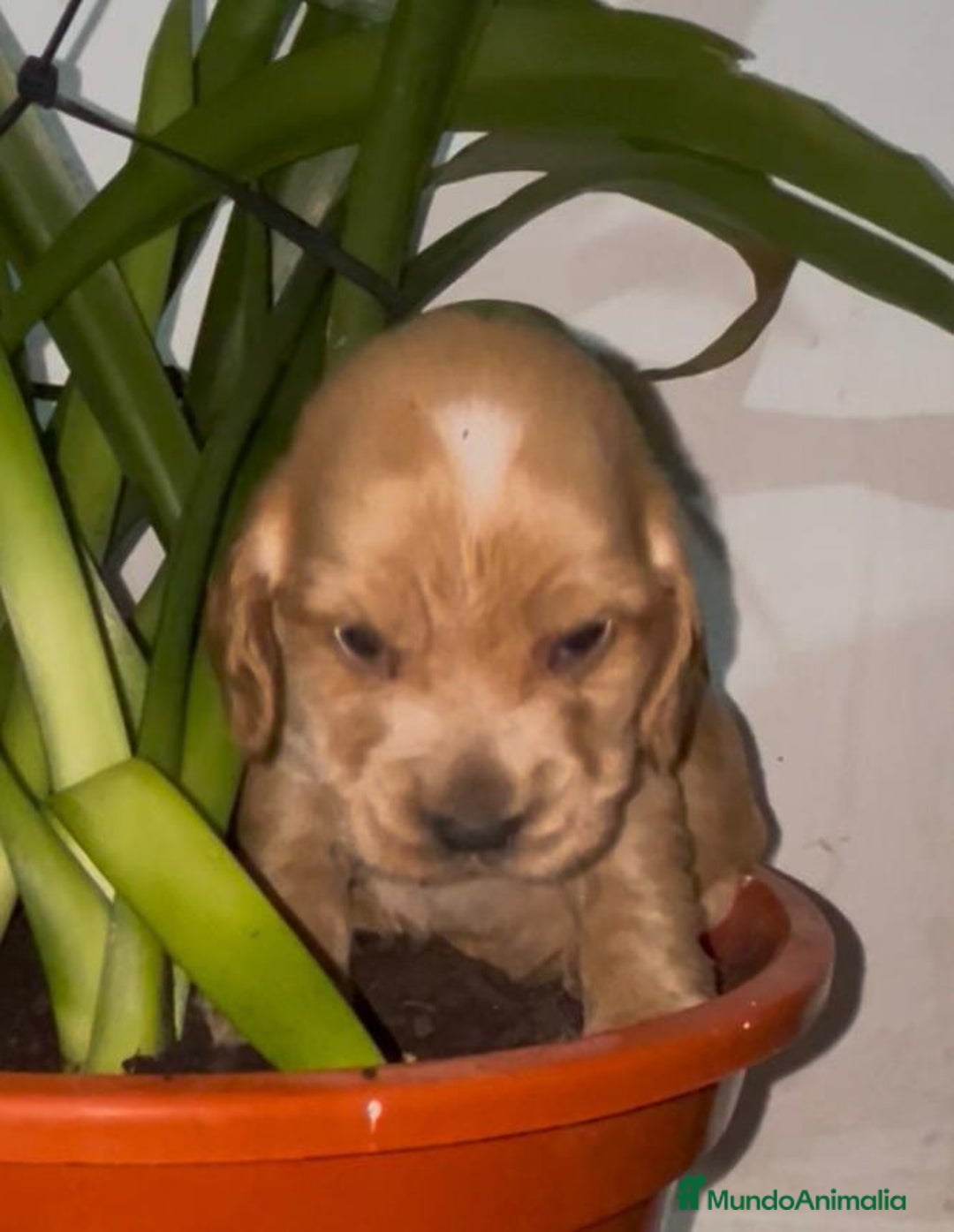 Cocker Spaniel Inglés perros en venta: Cocker Spaniel ingles  - Anuncio 6