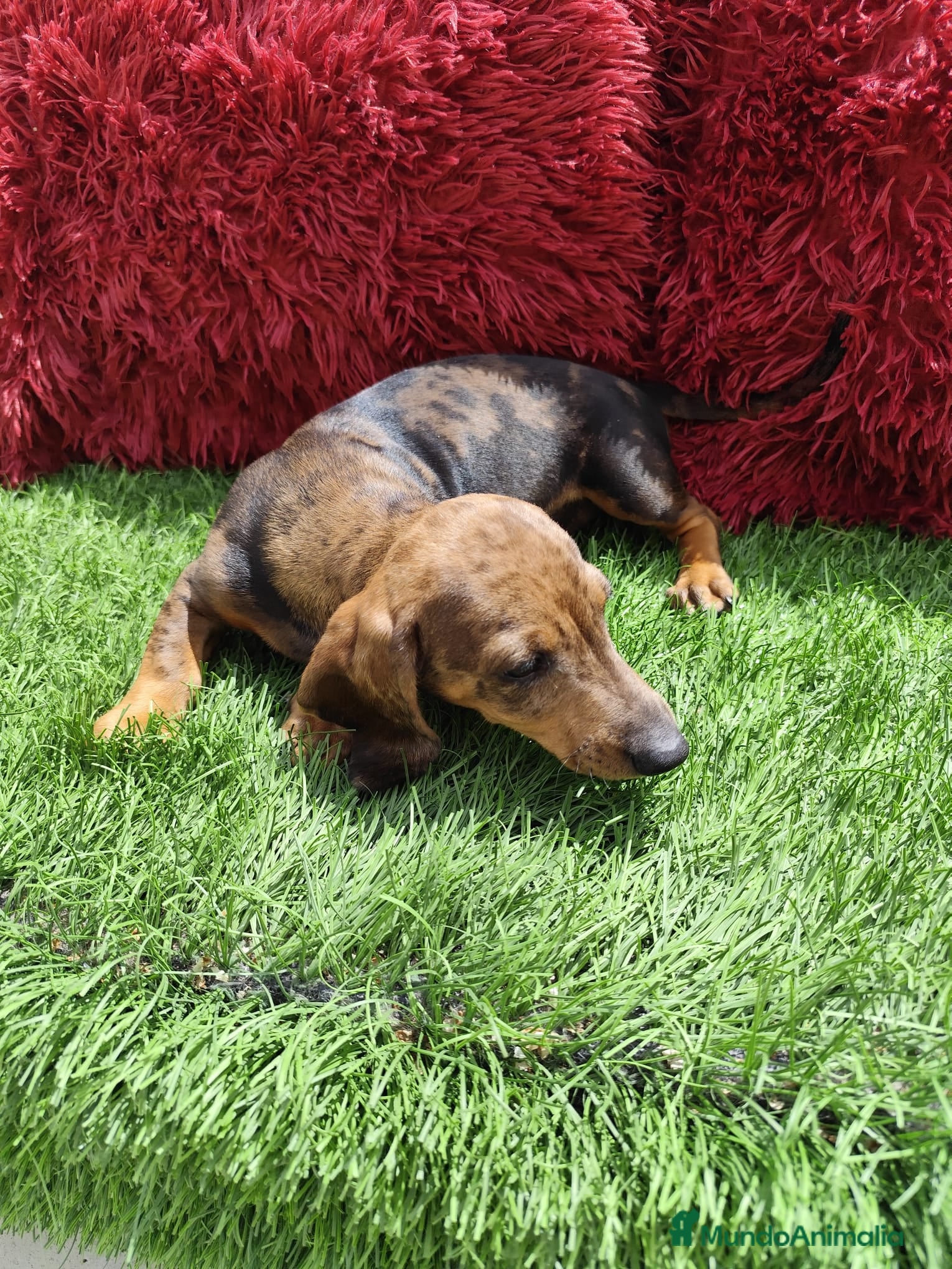 Teckel Miniatura perros en venta: Teckel Miniatura merle en Alicante - Anuncio 8