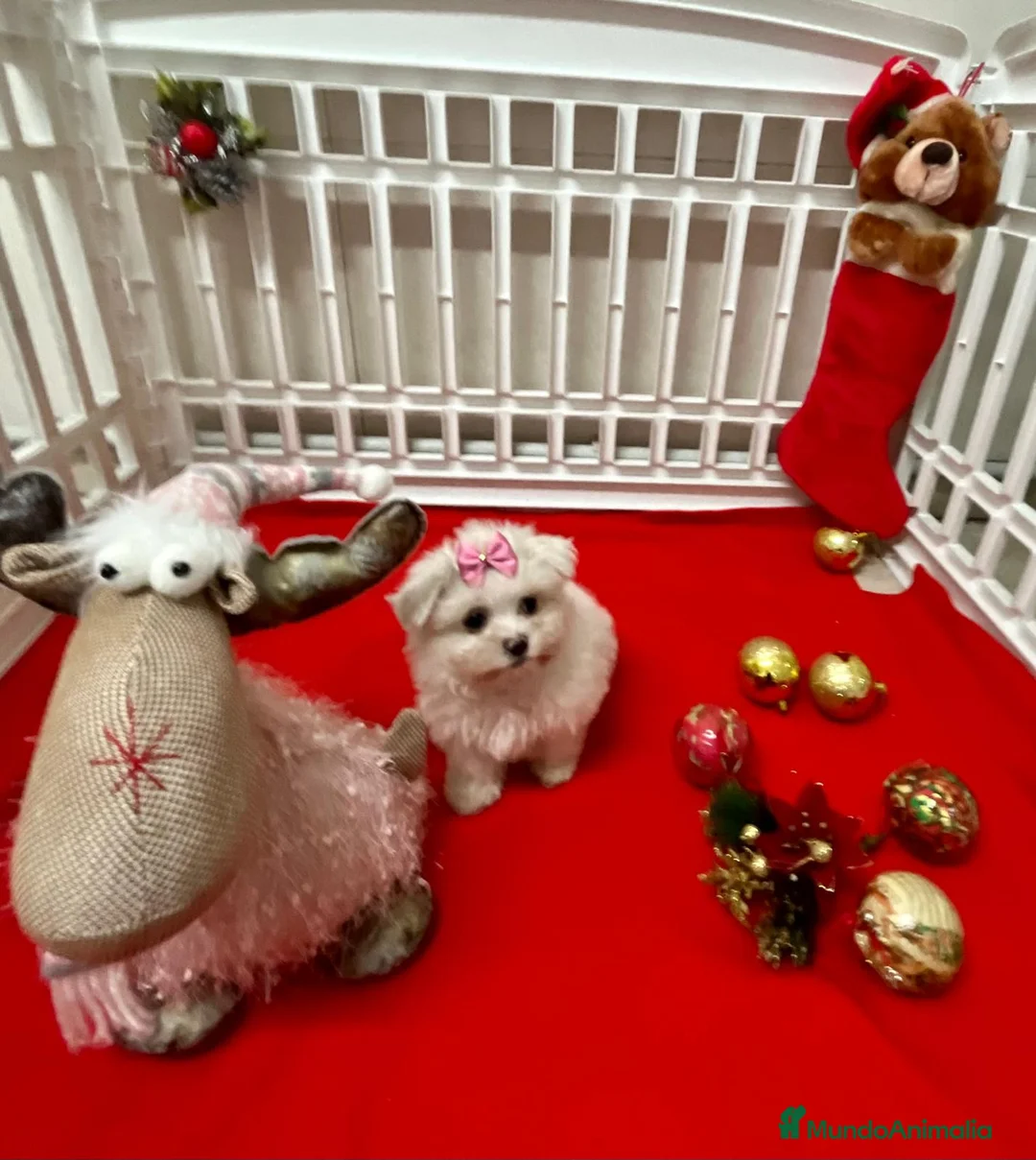 Bichón Maltés perros en venta: Bichón Maltés  en Barcelona - Anuncio 2