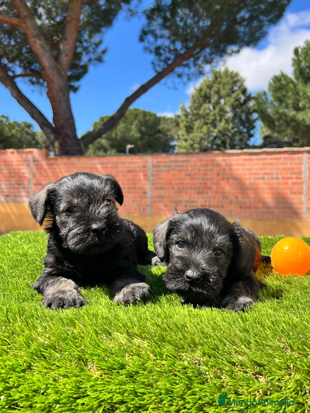 Schnauzer Miniatura perros en venta: Schnauzer mini  - Anuncio 1