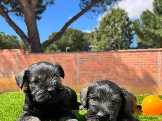 Schnauzer Miniatura perros Schnauzer mini - Anuncio 11