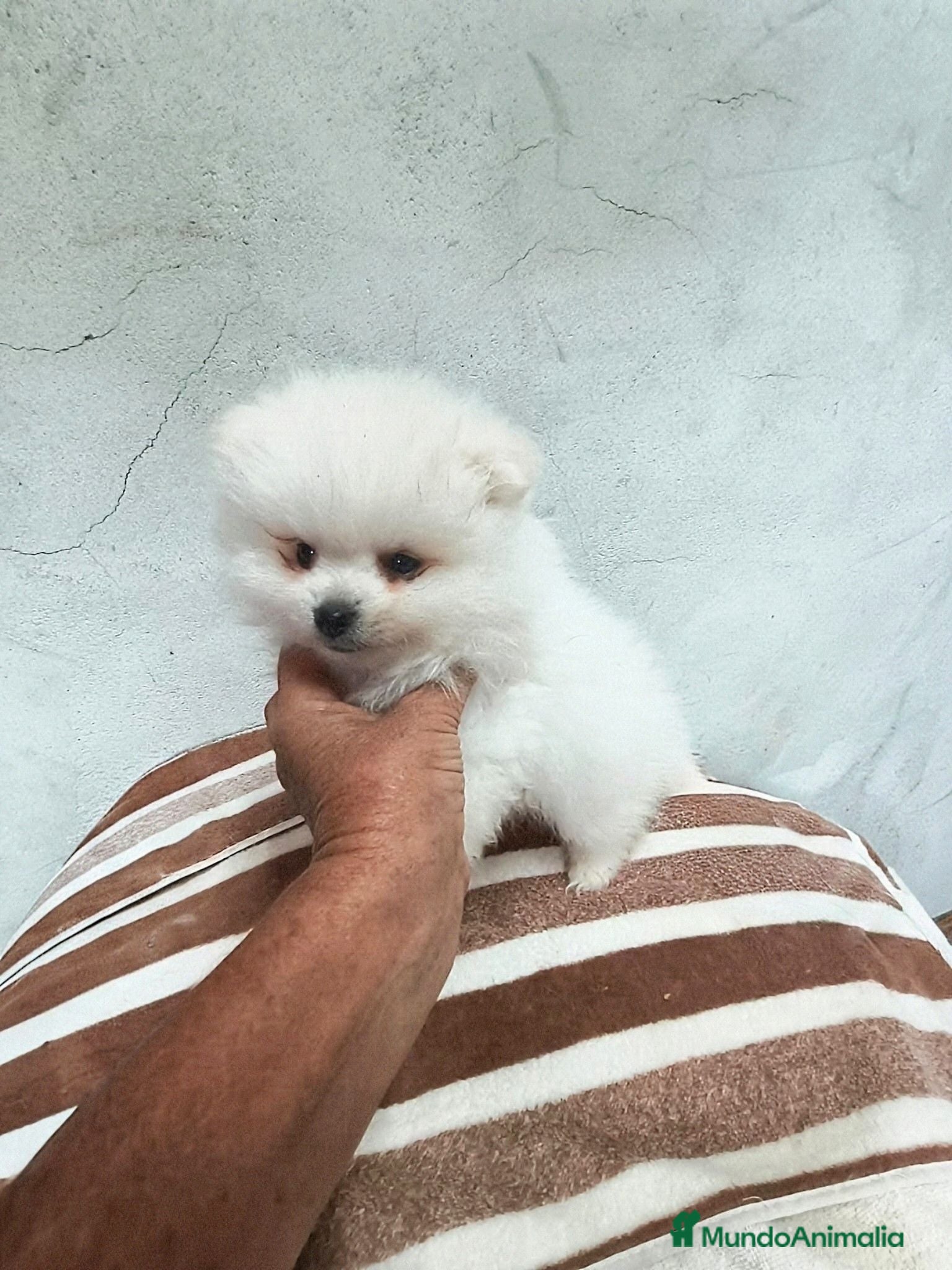 Pomerania perros POMERANIA MACHITO SUPER TOY - Anuncio 2