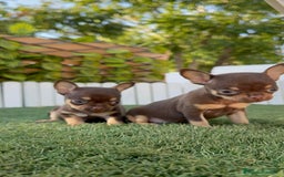 Chihuahua perros en venta: CHIHUAHUA CHOCOLATE & TAN - Imagen 3