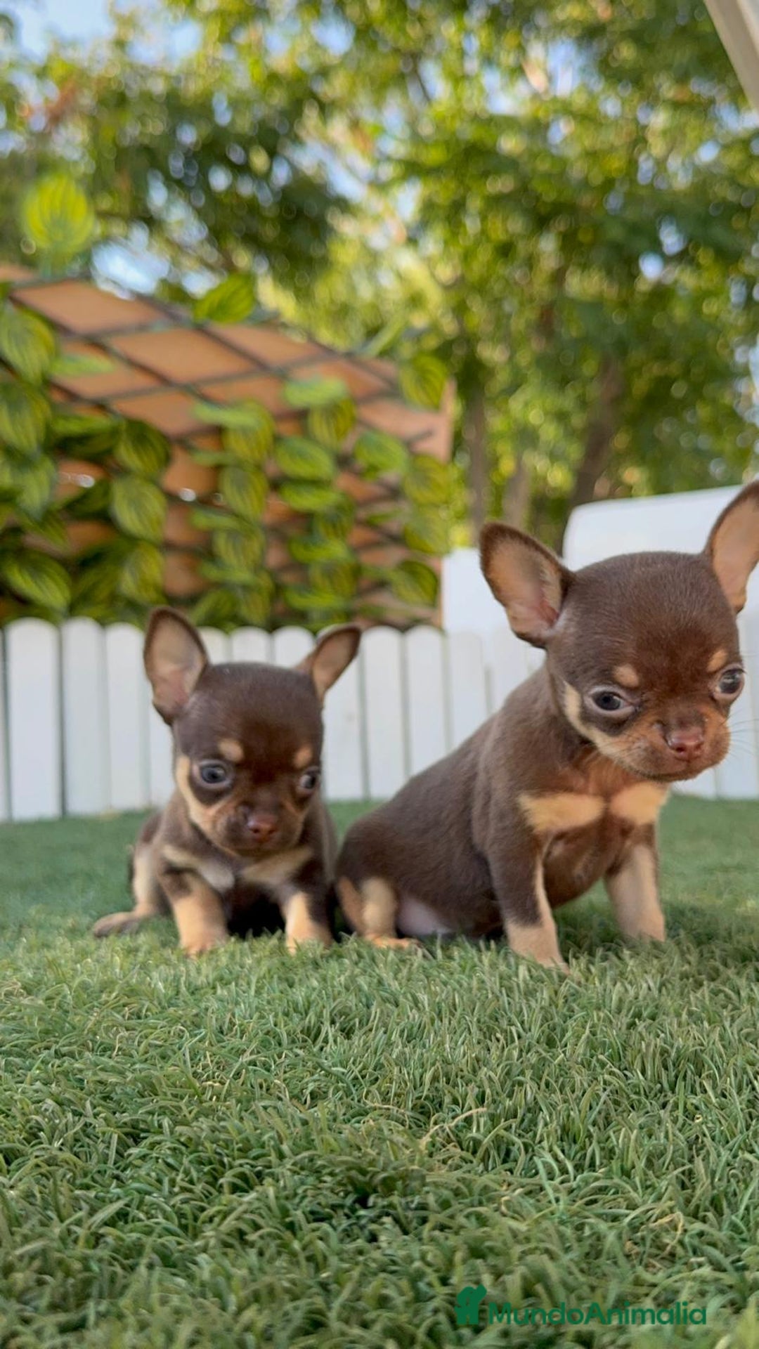 Chihuahua perros en venta: CHIHUAHUA CHOCOLATE & TAN - Imagen 3