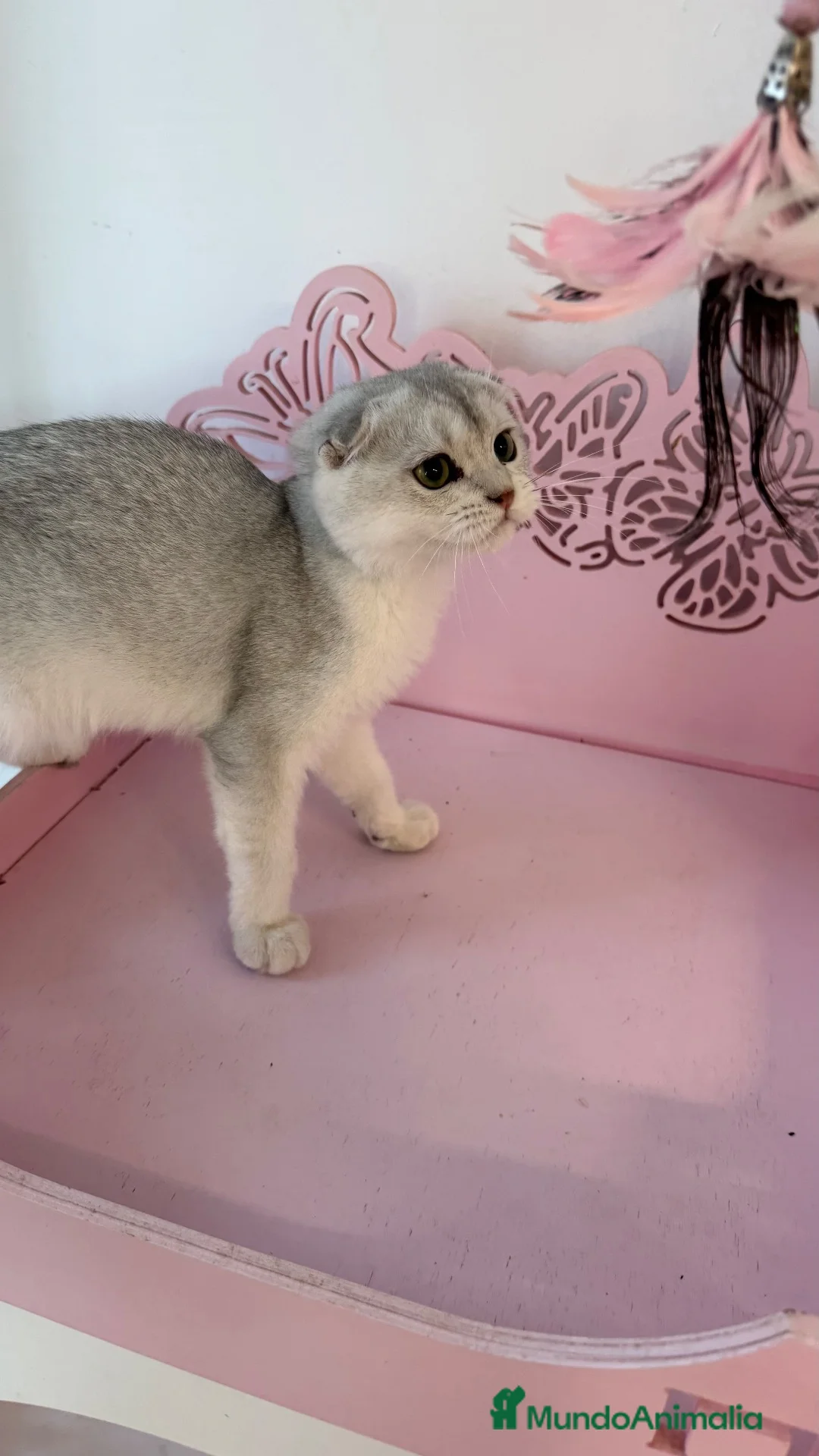 Scottish Fold gatos en venta: Scottish fold - Anuncio 1