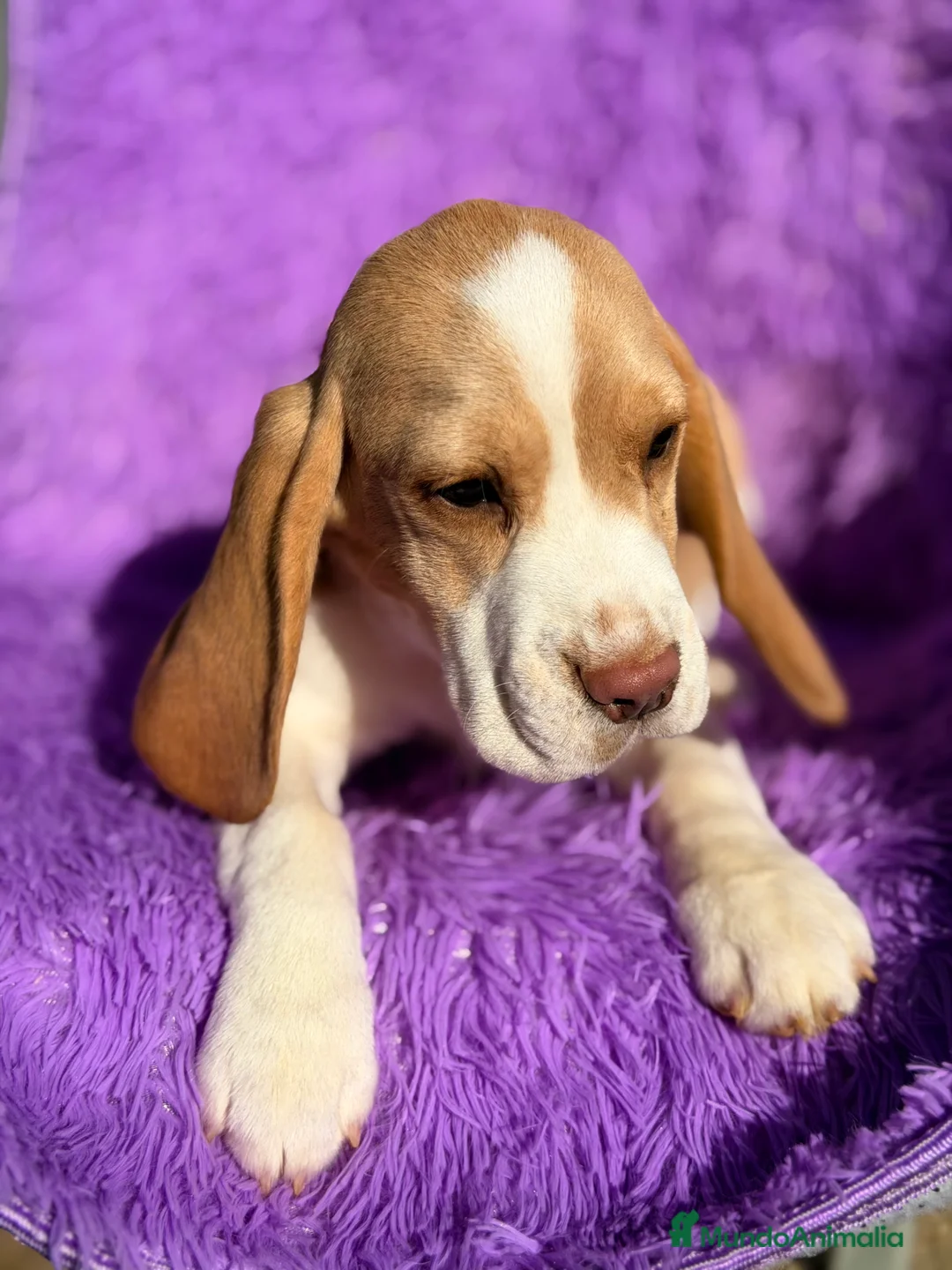 Beagle perros en venta: Beagle hembra limón   - Anuncio 8
