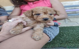 Caniche Enano perros en venta: Camada de caniche rojo - Imagen 6