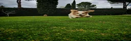 Raza Mixta perros en venta: Maltalier  - Anuncio 9