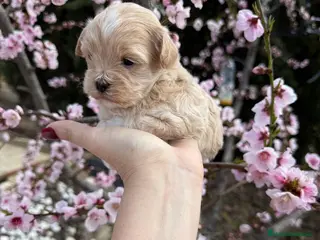 Maltipoo perros Maltipoo - Anuncio 1