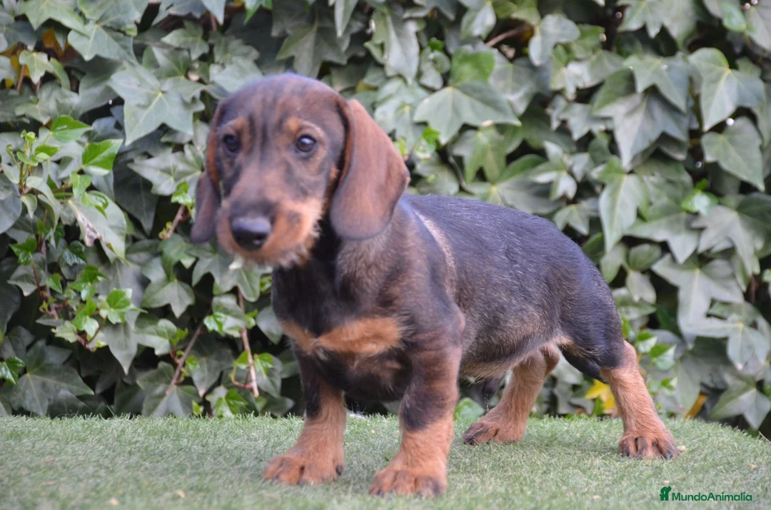 Teckel perros en venta: Teckel standar de pelo duro - Anuncio 2