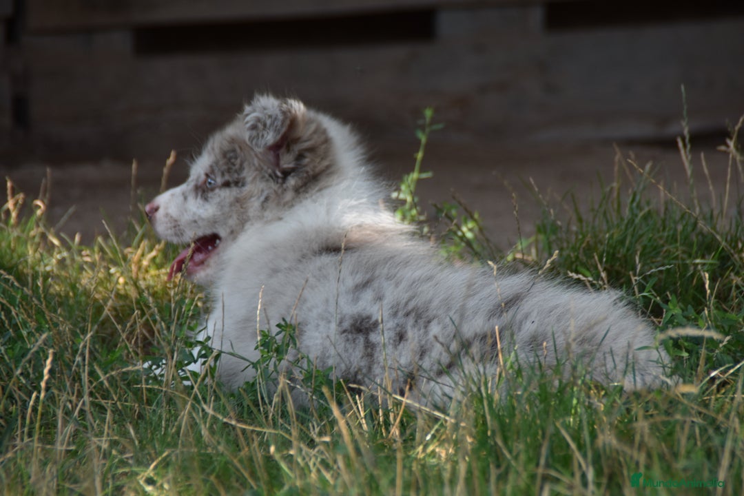 Border Collie perros en venta: MACHO rojo mirlo de Border Collie - Imagen 9