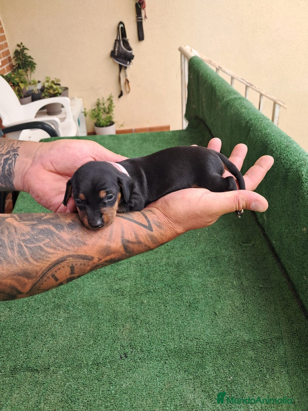 Teckel Miniatura perros en venta: Teckel Miniatura  - Imagen 20