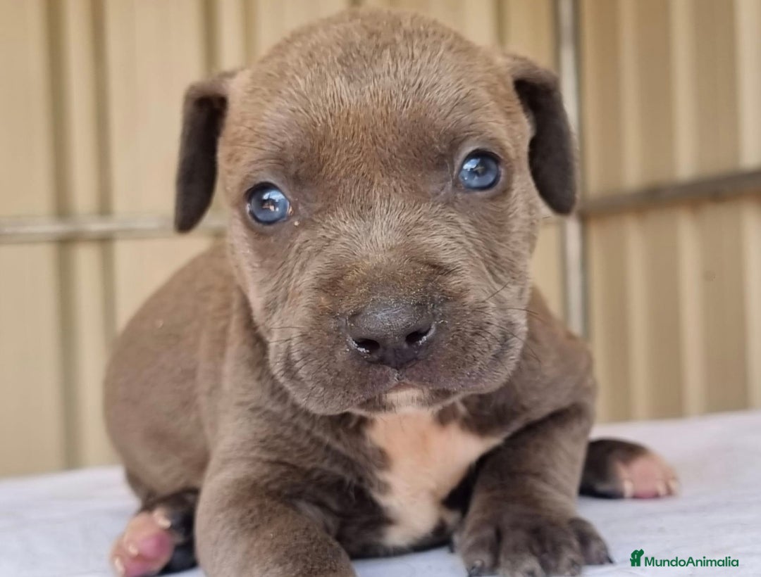 American Staffordshire-Terrier perros en venta: American Stanford, nueva Camada - Anuncio 39