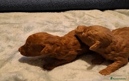 Caniche Toy perros en venta: Caniche Toy Rojo y Apricot - Imagen 5