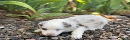 Border Collie perros en venta: Border Collie colores únicos 🐾🐾🐾 - Anuncio 9