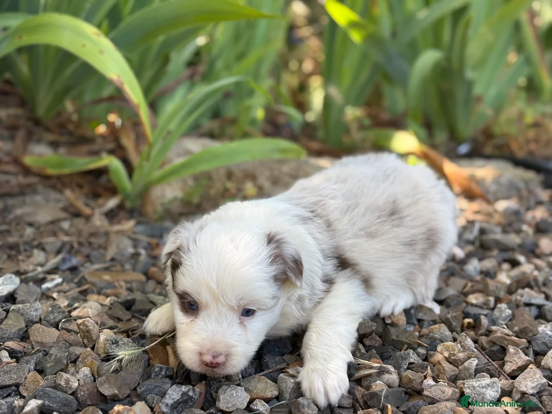 Border Collie perros en venta: Border Collie colores únicos 🐾🐾🐾 - Anuncio 9