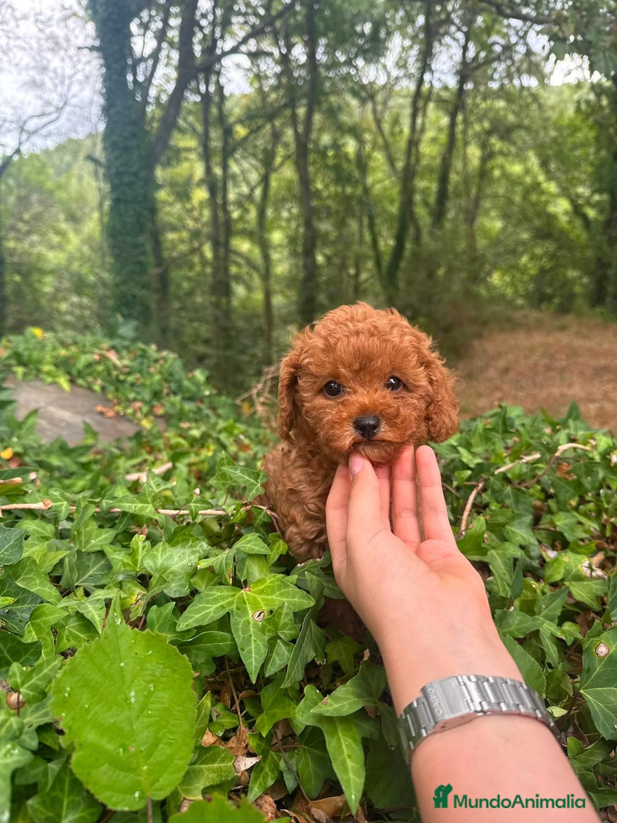 Caniche Toy perros 🐾 Caniche Hembra Toy rojo disponible 🐾 - Anuncio 1