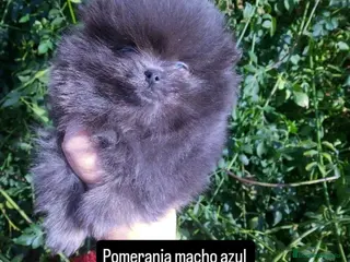 Pomerania perros Pomera en el macho azul sólido - Anuncio 31