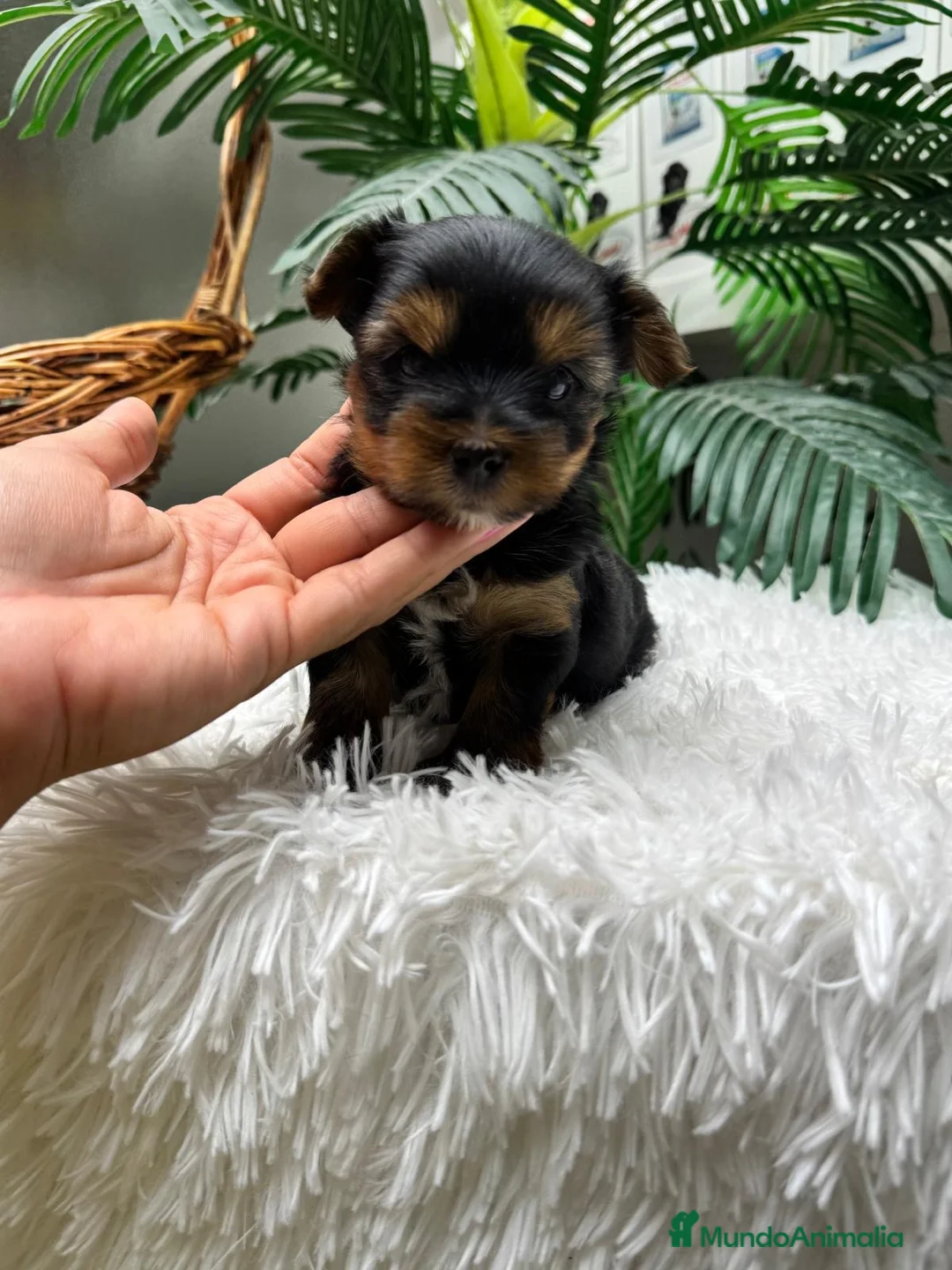 Yorkshire Terrier perros en venta: YORKSHIRE TERRIER MACHO - Anuncio 19