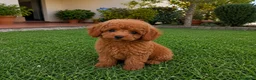 Caniche Toy perros en venta: Caniches toy - Anuncio 1